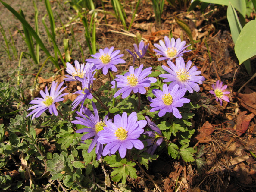 Anemone blanda North American Rock Garden Society